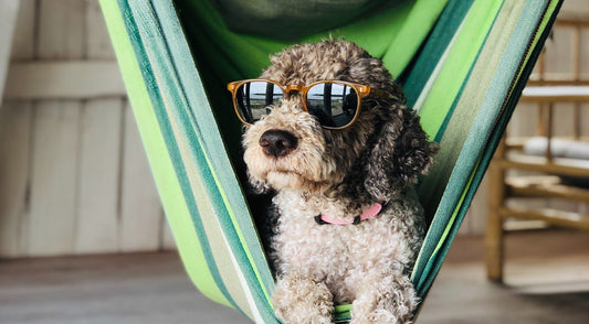 Why Become a Pet Influencer