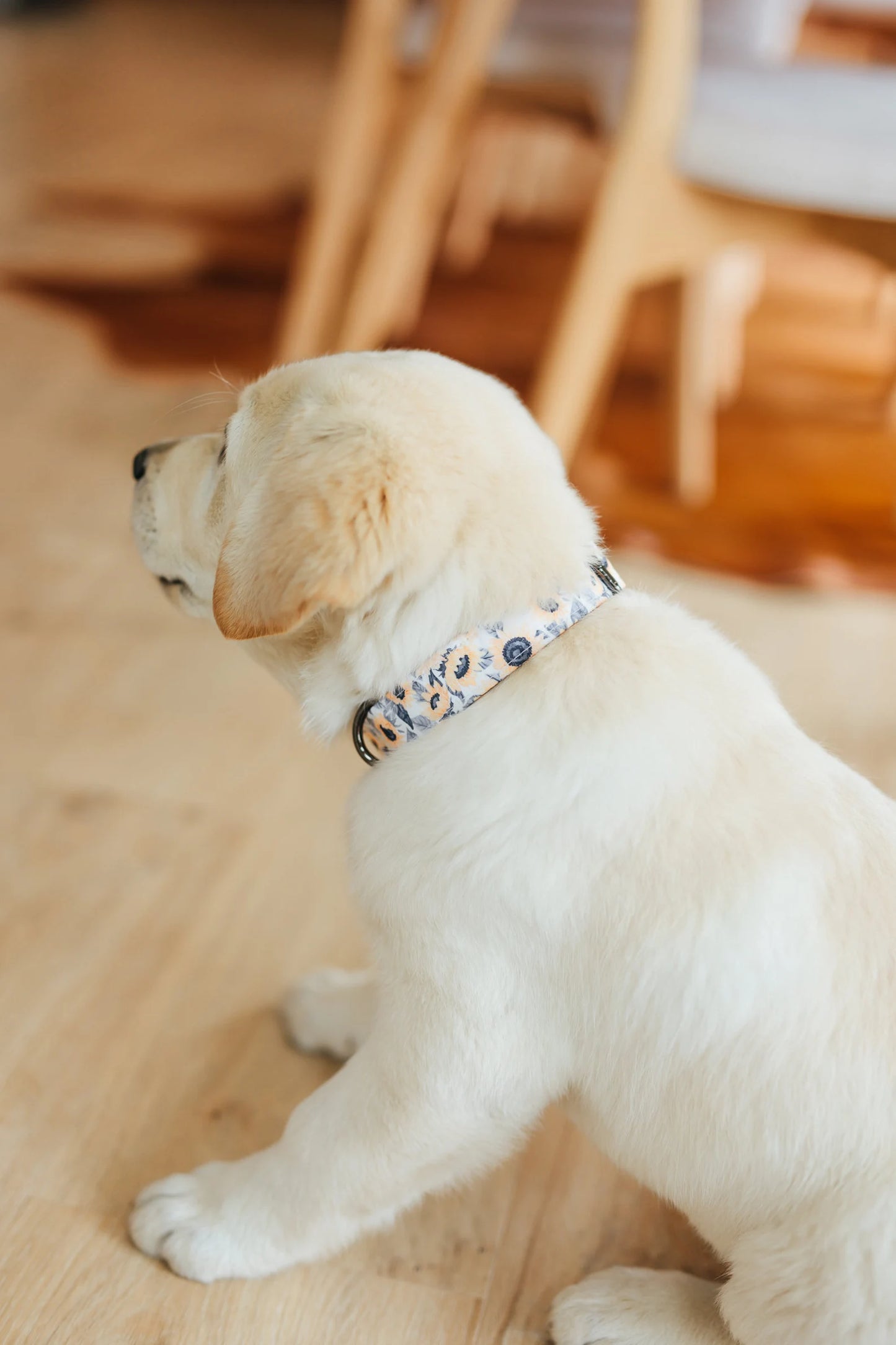 Sunflower Personalized Dog Collar