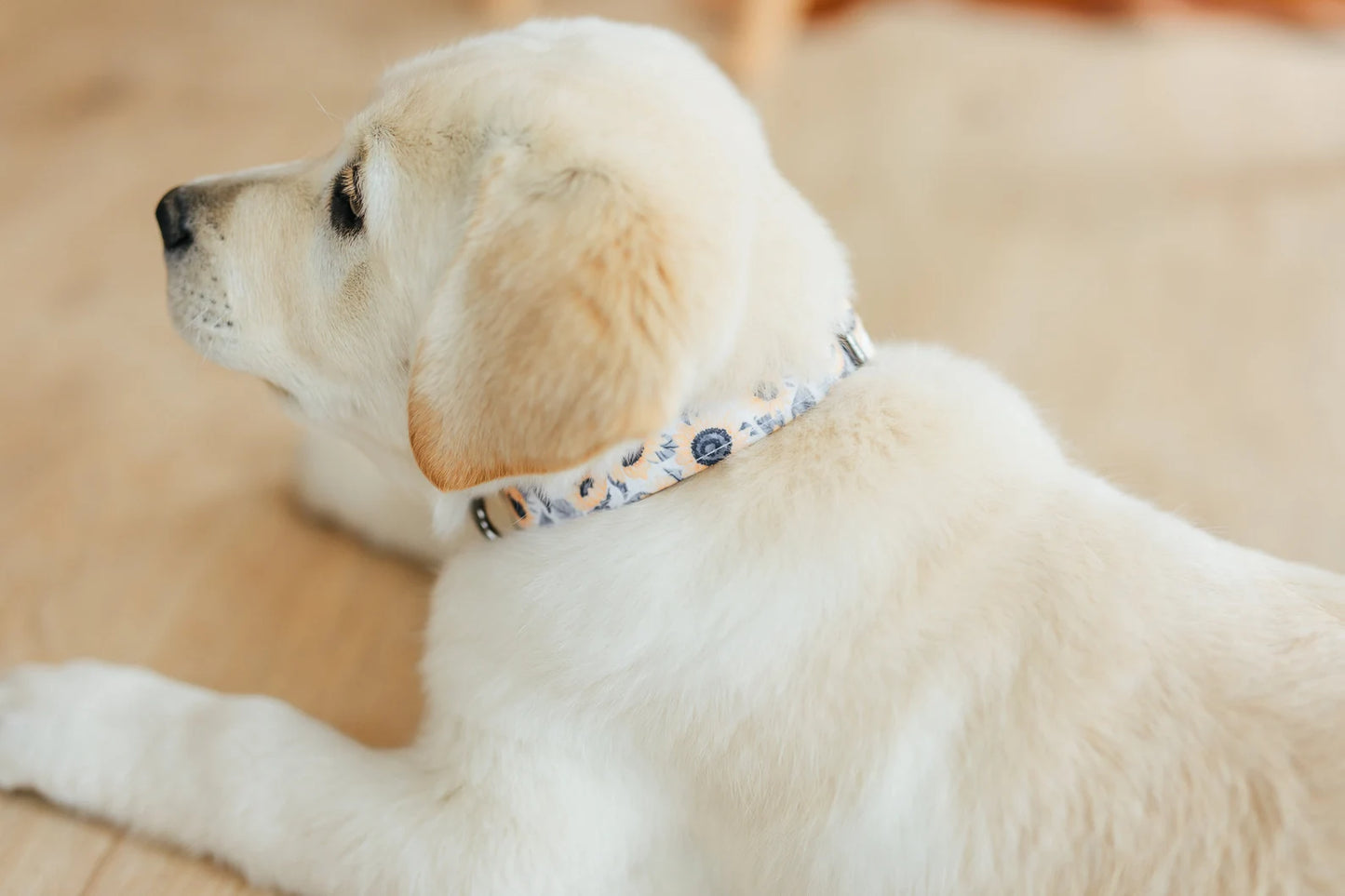 Sunflower Personalized Dog Collar