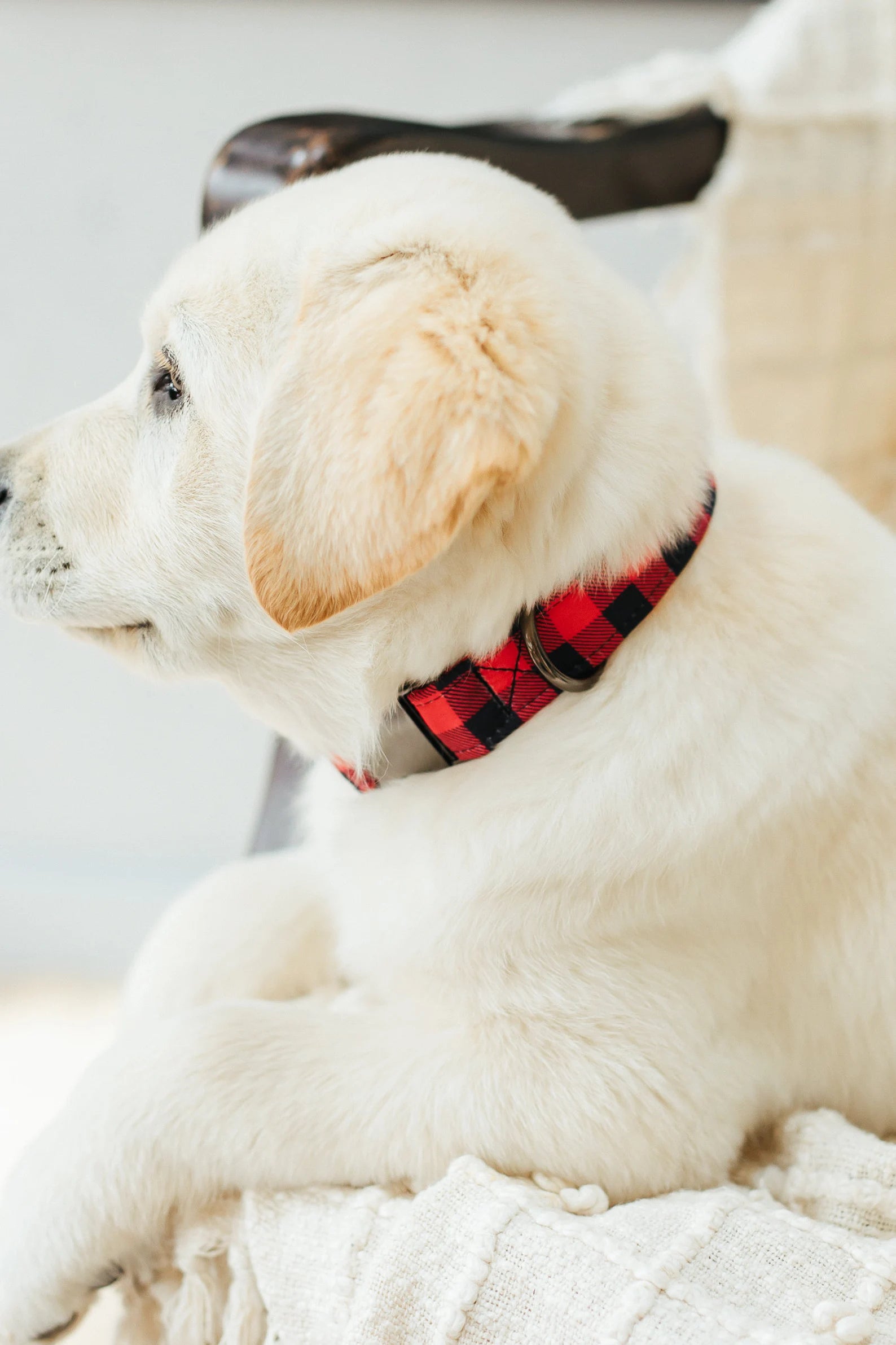 Buffalo plaid dog collar and leash hot sale