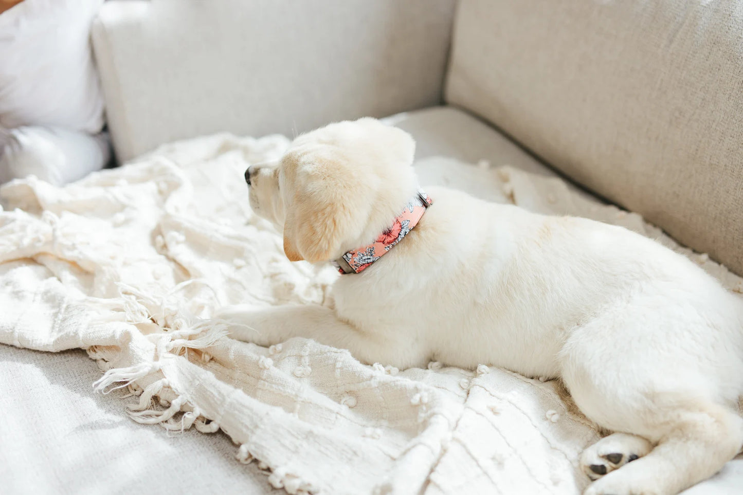 Peach Floral Dog Collar