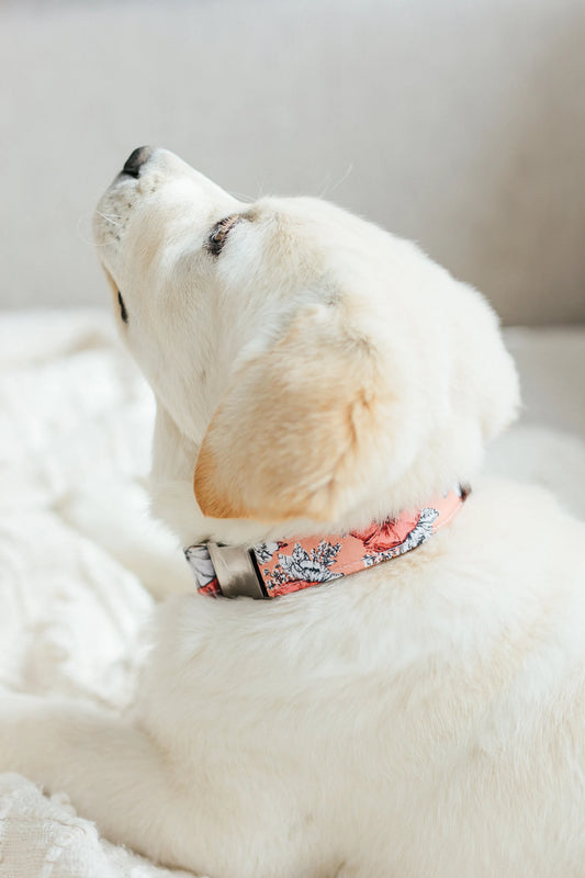 Peach Floral Dog Collar