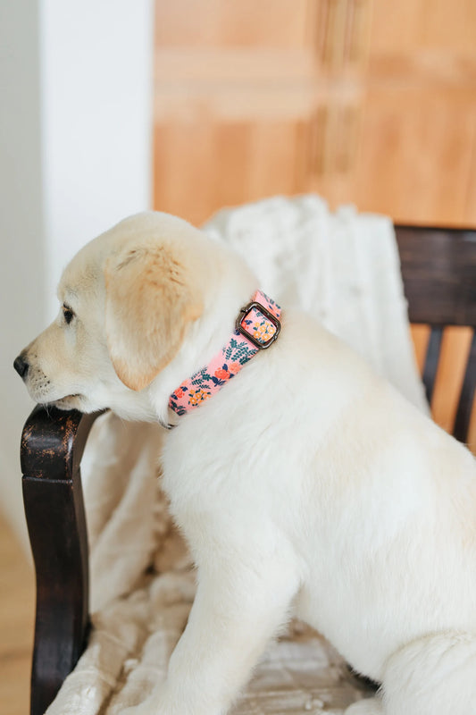 Blue and Blush Floral Dog Collar